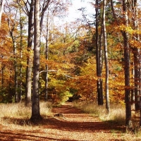 (12/50): Wycieczka turystyczna D�bowiec - Szyndzielnia - Klimczok - Kozia G�ra 12.10.2008r