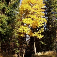 (20/50): Wycieczka turystyczna Dbowiec - Szyndzielnia - Klimczok - Kozia Gra 12.10.2008r