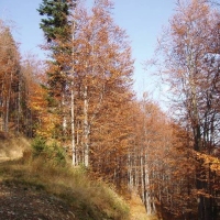 (48/50): Wycieczka turystyczna Dbowiec - Szyndzielnia - Klimczok - Kozia Gra 12.10.2008r