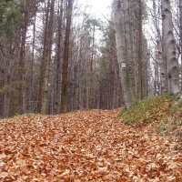 (30/68): Wycieczka: Straconka - Czupel - Gaiki - Prze. u Panienki - Groniczki - Hrobacza  ka - Porbka - Zamek na Woku. 16.11.2008r.