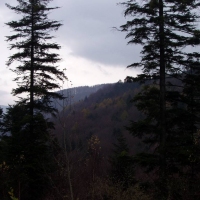 (66/68): Wycieczka: Straconka - Czupel - Gaiki - Prze. u Panienki - Groniczki - Hrobacza  ka - Porbka - Zamek na Woku. 16.11.2008r.