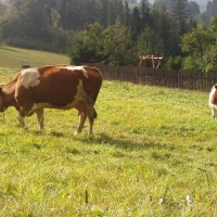 (21/78): X G�rski Rajd Pieszy M�odzie�y Powiatu Pszczy�skiego 
