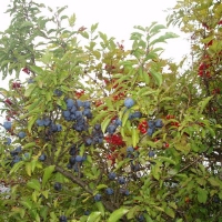 (26/78): X G�rski Rajd Pieszy M�odzie�y Powiatu Pszczy�skiego 