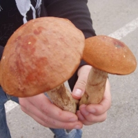 (28/78): X G�rski Rajd Pieszy M�odzie�y Powiatu Pszczy�skiego 
