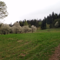 (20/191): Wycieczka turystyczna - Beskid �ywiecki Zwardo� - Wlk. Racza - Przegibek - Bendoszka Wlk. - S�l  2-3.05.2009r.