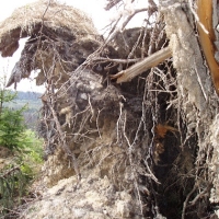 (26/191): Wycieczka turystyczna - Beskid �ywiecki Zwardo� - Wlk. Racza - Przegibek - Bendoszka Wlk. - S�l  2-3.05.2009r.