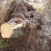 (27/191): Wycieczka turystyczna - Beskid �ywiecki Zwardo� - Wlk. Racza - Przegibek - Bendoszka Wlk. - S�l  2-3.05.2009r.