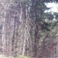 (31/191): Wycieczka turystyczna - Beskid �ywiecki Zwardo� - Wlk. Racza - Przegibek - Bendoszka Wlk. - S�l  2-3.05.2009r.