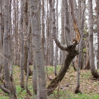 (34/191): Wycieczka turystyczna - Beskid �ywiecki Zwardo� - Wlk. Racza - Przegibek - Bendoszka Wlk. - S�l  2-3.05.2009r.