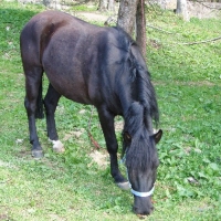 (85/191): Wycieczka turystyczna - Beskid �ywiecki Zwardo� - Wlk. Racza - Przegibek - Bendoszka Wlk. - S�l  2-3.05.2009r.