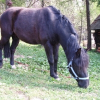 (86/191): Wycieczka turystyczna - Beskid �ywiecki Zwardo� - Wlk. Racza - Przegibek - Bendoszka Wlk. - S�l  2-3.05.2009r.