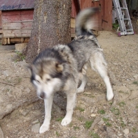 (87/191): Wycieczka turystyczna - Beskid �ywiecki Zwardo� - Wlk. Racza - Przegibek - Bendoszka Wlk. - S�l  2-3.05.2009r.