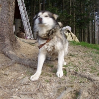 (88/191): Wycieczka turystyczna - Beskid �ywiecki Zwardo� - Wlk. Racza - Przegibek - Bendoszka Wlk. - S�l  2-3.05.2009r.