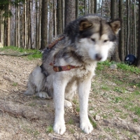 (89/191): Wycieczka turystyczna - Beskid �ywiecki Zwardo� - Wlk. Racza - Przegibek - Bendoszka Wlk. - S�l  2-3.05.2009r.