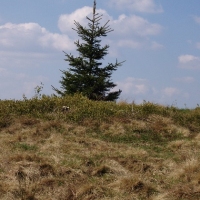 (112/191): Wycieczka turystyczna - Beskid �ywiecki Zwardo� - Wlk. Racza - Przegibek - Bendoszka Wlk. - S�l  2-3.05.2009r.