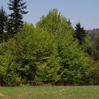(120/191): Wycieczka turystyczna - Beskid �ywiecki Zwardo� - Wlk. Racza - Przegibek - Bendoszka Wlk. - S�l  2-3.05.2009r.