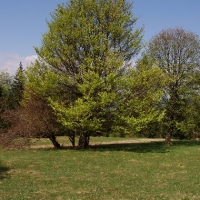 (121/191): Wycieczka turystyczna - Beskid �ywiecki Zwardo� - Wlk. Racza - Przegibek - Bendoszka Wlk. - S�l  2-3.05.2009r.