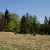 (125/191): Wycieczka turystyczna - Beskid �ywiecki Zwardo� - Wlk. Racza - Przegibek - Bendoszka Wlk. - S�l  2-3.05.2009r.