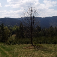 (131/191): Wycieczka turystyczna - Beskid �ywiecki Zwardo� - Wlk. Racza - Przegibek - Bendoszka Wlk. - S�l  2-3.05.2009r.