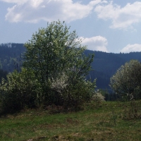 (155/191): Wycieczka turystyczna - Beskid �ywiecki Zwardo� - Wlk. Racza - Przegibek - Bendoszka Wlk. - S�l  2-3.05.2009r.
