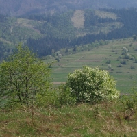 (167/191): Wycieczka turystyczna - Beskid �ywiecki Zwardo� - Wlk. Racza - Przegibek - Bendoszka Wlk. - S�l  2-3.05.2009r.