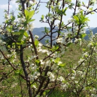 (169/191): Wycieczka turystyczna - Beskid �ywiecki Zwardo� - Wlk. Racza - Przegibek - Bendoszka Wlk. - S�l  2-3.05.2009r.