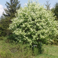 (170/191): Wycieczka turystyczna - Beskid �ywiecki Zwardo� - Wlk. Racza - Przegibek - Bendoszka Wlk. - S�l  2-3.05.2009r.