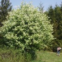 (171/191): Wycieczka turystyczna - Beskid �ywiecki Zwardo� - Wlk. Racza - Przegibek - Bendoszka Wlk. - S�l  2-3.05.2009r.