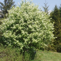 (172/191): Wycieczka turystyczna - Beskid �ywiecki Zwardo� - Wlk. Racza - Przegibek - Bendoszka Wlk. - S�l  2-3.05.2009r.