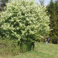 (173/191): Wycieczka turystyczna - Beskid �ywiecki Zwardo� - Wlk. Racza - Przegibek - Bendoszka Wlk. - S�l  2-3.05.2009r.