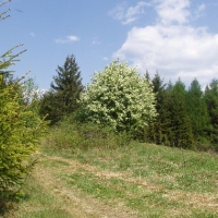 (176/191): Wycieczka turystyczna - Beskid �ywiecki Zwardo� - Wlk. Racza - Przegibek - Bendoszka Wlk. - S�l  2-3.05.2009r.
