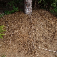 (179/191): Wycieczka turystyczna - Beskid �ywiecki Zwardo� - Wlk. Racza - Przegibek - Bendoszka Wlk. - S�l  2-3.05.2009r.