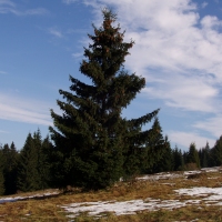 (22/97): Wycieczka turystyczna - Prze. Glinka (845m n.p.m.) - Krawcw Wierch (1084m n.p.m.) - Trzy Kopce (1216m n.p.m.) - Hala Rysianka (1260m n.p.m.) - Hala Lipowska - Zatna