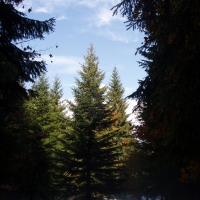(30/97): Wycieczka turystyczna - Prze. Glinka (845m n.p.m.) - Krawcw Wierch (1084m n.p.m.) - Trzy Kopce (1216m n.p.m.) - Hala Rysianka (1260m n.p.m.) - Hala Lipowska - Zatna