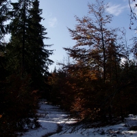(31/97): Wycieczka turystyczna - Prze. Glinka (845m n.p.m.) - Krawcw Wierch (1084m n.p.m.) - Trzy Kopce (1216m n.p.m.) - Hala Rysianka (1260m n.p.m.) - Hala Lipowska - Zatna
