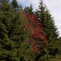 (44/97): Wycieczka turystyczna - Prze. Glinka (845m n.p.m.) - Krawcw Wierch (1084m n.p.m.) - Trzy Kopce (1216m n.p.m.) - Hala Rysianka (1260m n.p.m.) - Hala Lipowska - Zatna