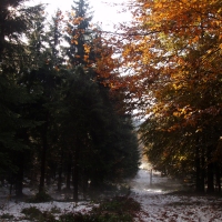 (53/97): Wycieczka turystyczna - Prze. Glinka (845m n.p.m.) - Krawcw Wierch (1084m n.p.m.) - Trzy Kopce (1216m n.p.m.) - Hala Rysianka (1260m n.p.m.) - Hala Lipowska - Zatna