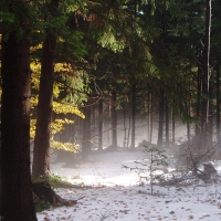 (56/97): Wycieczka turystyczna - Prze. Glinka (845m n.p.m.) - Krawcw Wierch (1084m n.p.m.) - Trzy Kopce (1216m n.p.m.) - Hala Rysianka (1260m n.p.m.) - Hala Lipowska - Zatna