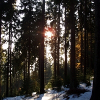 (82/97): Wycieczka turystyczna - Prze. Glinka (845m n.p.m.) - Krawcw Wierch (1084m n.p.m.) - Trzy Kopce (1216m n.p.m.) - Hala Rysianka (1260m n.p.m.) - Hala Lipowska - Zatna