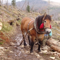 (75/115): 