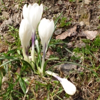 (63/105): Wycieczka turystyczna 21.04.2013r.<br>
Szczyrk - Salmopol - Klimczok - Szyndzielnia - D�bowiec - Bielsko - Bia�a