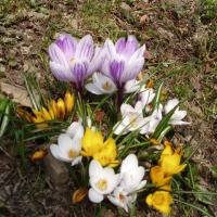 (64/105): Wycieczka turystyczna 21.04.2013r.<br>
Szczyrk - Salmopol - Klimczok - Szyndzielnia - D�bowiec - Bielsko - Bia�a