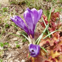 (65/105): Wycieczka turystyczna 21.04.2013r.<br>
Szczyrk - Salmopol - Klimczok - Szyndzielnia - D�bowiec - Bielsko - Bia�a