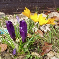 (66/105): Wycieczka turystyczna 21.04.2013r.<br>
Szczyrk - Salmopol - Klimczok - Szyndzielnia - D�bowiec - Bielsko - Bia�a
