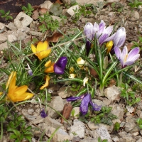 (68/105): Wycieczka turystyczna 21.04.2013r.<br>
Szczyrk - Salmopol - Klimczok - Szyndzielnia - D�bowiec - Bielsko - Bia�a