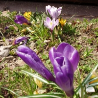 (70/105): Wycieczka turystyczna 21.04.2013r.<br>
Szczyrk - Salmopol - Klimczok - Szyndzielnia - D�bowiec - Bielsko - Bia�a