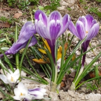(71/105): Wycieczka turystyczna 21.04.2013r.<br>
Szczyrk - Salmopol - Klimczok - Szyndzielnia - D�bowiec - Bielsko - Bia�a