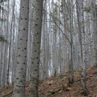 (79/86): Wycieczka na Pilsko 1557 m n.p.m. 06.04.2014r.
