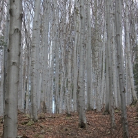 (80/86): Wycieczka na Pilsko 1557 m n.p.m. 06.04.2014r.
