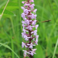 (10/203): Wycieczka na Velky Rozsutec 15.06.2014r.